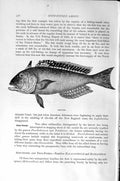 Original Old Antique Print Natural History 1896 Tile-Fish Spiney-Finned 19th