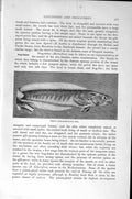 Original Old Antique Print Natural History 1896 Hoedt Soft-Spine Fish Victorian