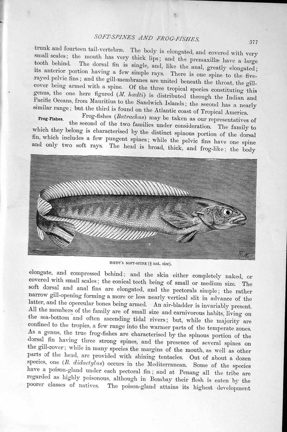 Original Old Antique Print Natural History 1896 Hoedt Soft-Spine Fish Victorian