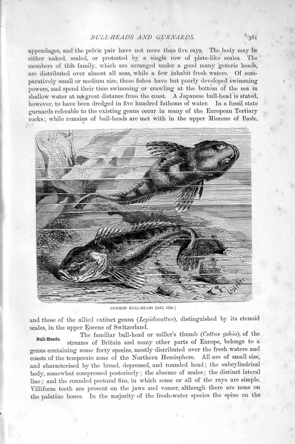 Old Antique Print Natural History 1896 Common Bull-Head Fish Cottus Gobio 19th