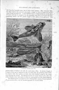 Original Old Antique Print Natural History 1896 Armed Bull-Head Fish Gurnards