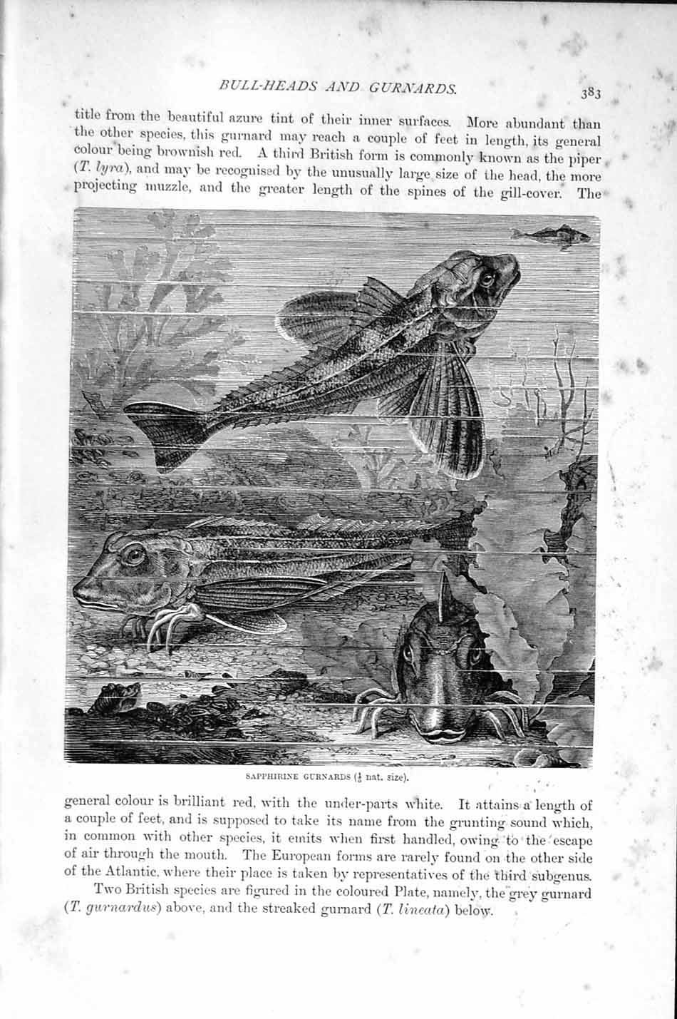 Original Old Antique Print Natural History 1896 Armed Bull-Head Fish Gurnards