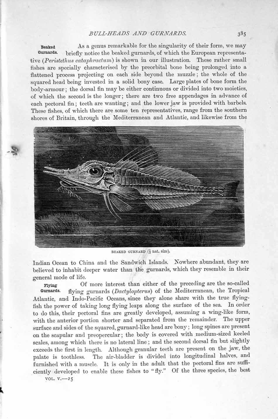 Original Old Antique Print Natural History 1896 Australian Dragon Fish Gurnard