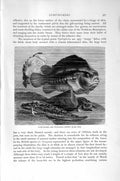 Original Old Antique Print Natural History 1896 Fresh Water Goby Fish Blenny