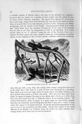 Original Old Antique Print Natural History 1896 Mud-Skippers Fish Spiney-Finned