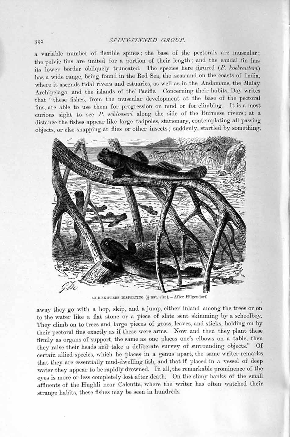 Original Old Antique Print Natural History 1896 Mud-Skippers Fish Spiney-Finned