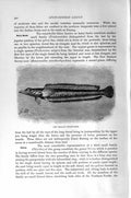 Original Old Antique Print Natural History 1896 New Zealand Thorny-Nose Fish