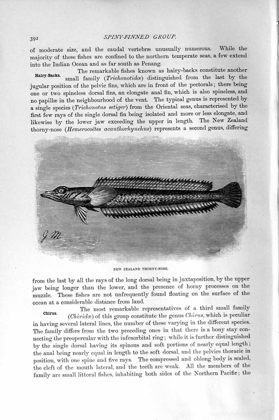 Original Old Antique Print Natural History 1896 New Zealand Thorny-Nose Fish