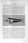 Original Old Antique Print Natural History 1896 Japanese Chirus Blennies Fish