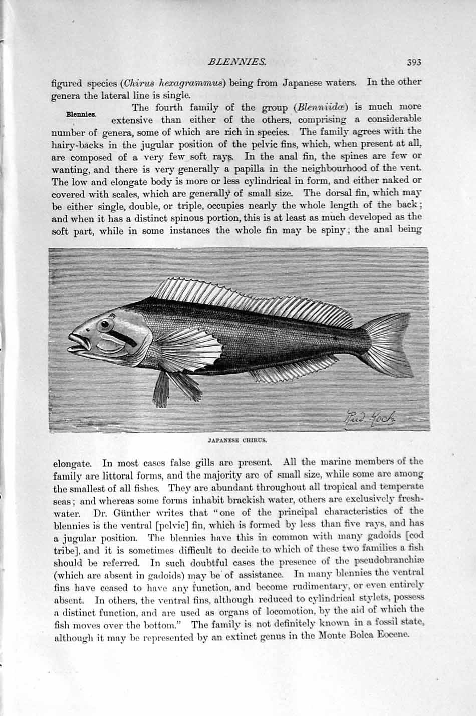 Original Old Antique Print Natural History 1896 Japanese Chirus Blennies Fish