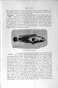 Old Antique Print Natural History1896 Indian Spiny Eel Baikal Blenny Fish 19th
