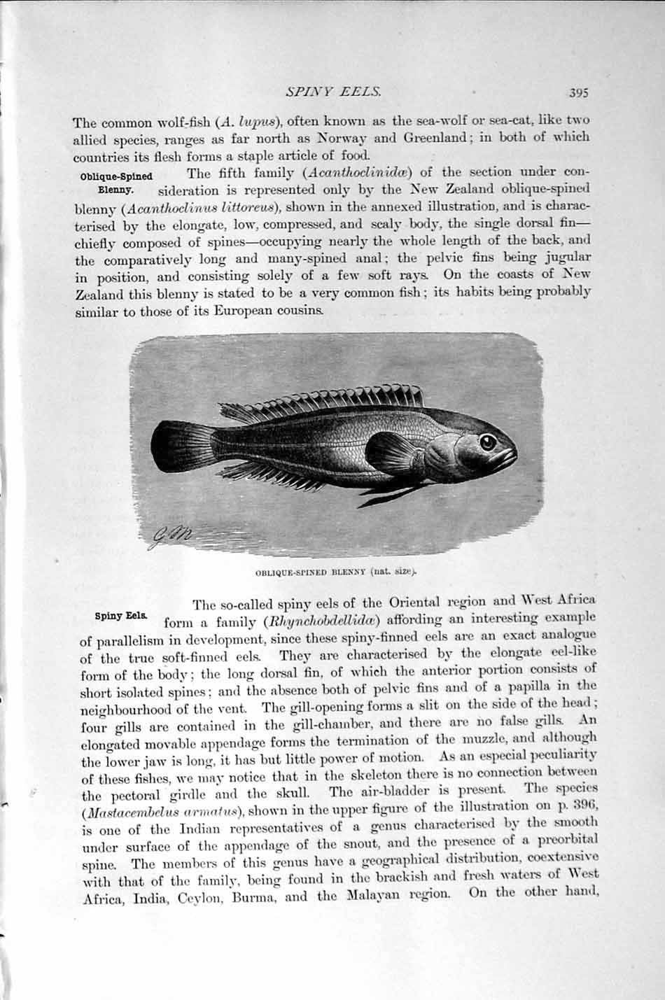 Old Antique Print Natural History1896 Indian Spiny Eel Baikal Blenny Fish 19th