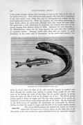 Old Antique Print Natural History 1896 Sand-Smelt Cuvier Square Tail Fish 19th