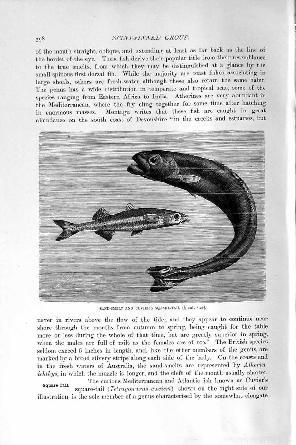 Old Antique Print Natural History 1896 Sand-Smelt Cuvier Square Tail Fish 19th
