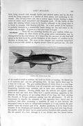 Original Old Antique Print Natural History 1896 Common Grey Mullet Fish 19th