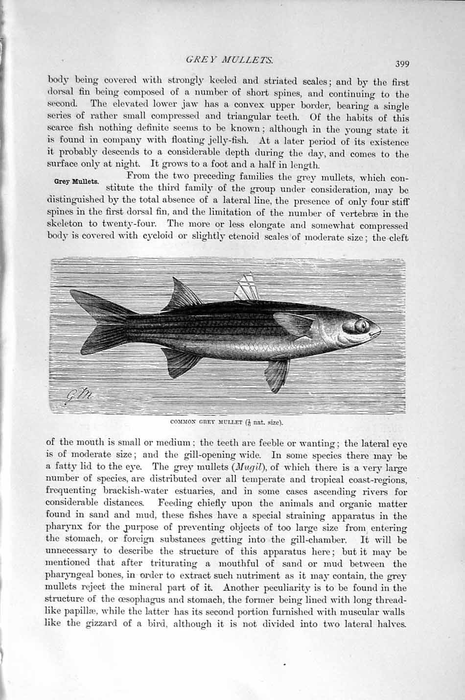 Original Old Antique Print Natural History 1896 Common Grey Mullet Fish 19th