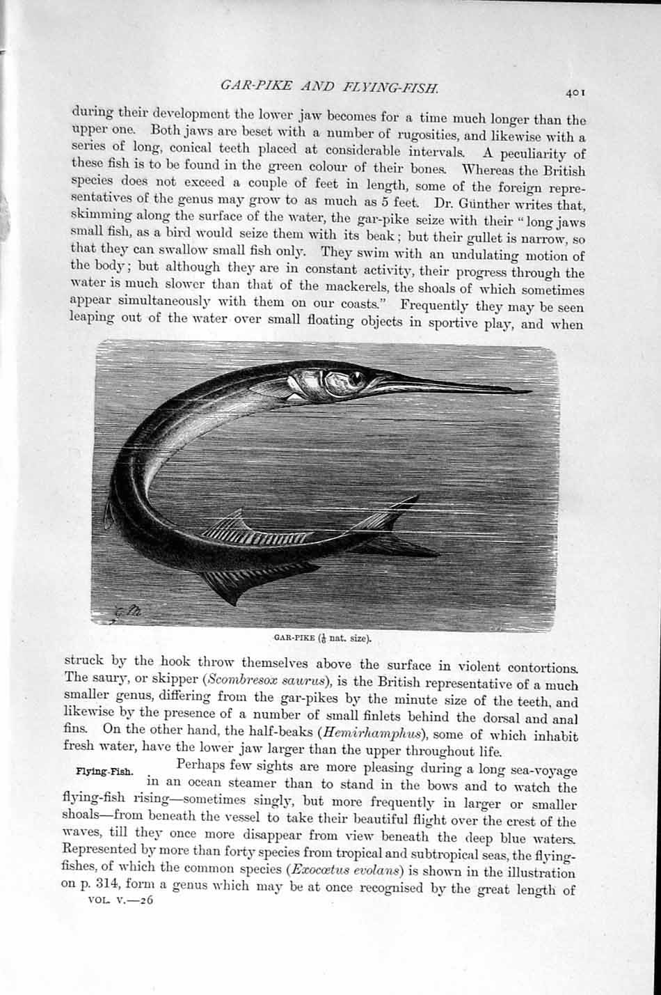 Original Old Antique Print Natural History 1896 Gar Pike Fish Sea Victorian