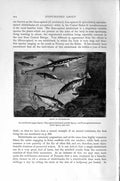 Original Old Antique Print Natural History 1896 Sticklebacks Fish Spiny-Finned
