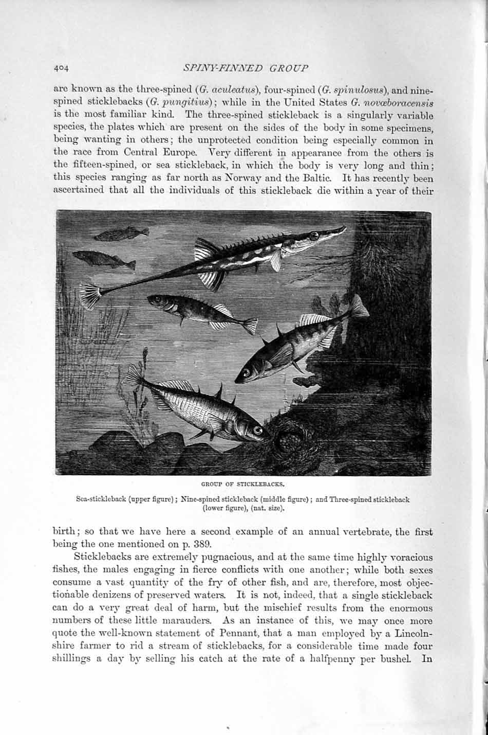 Original Old Antique Print Natural History 1896 Sticklebacks Fish Spiny-Finned