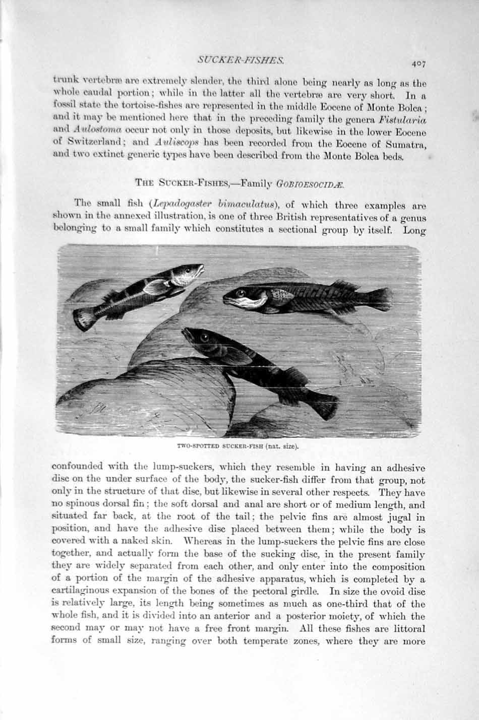 Original Old Antique Print Natural History 1896 Two Spotted Sucker Fish 19th