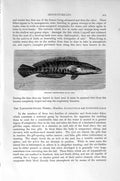 Old Antique Print Natural History 1896 Spiny-Finned Perch Fish Striated 19th