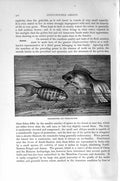 Original Old Antique Print Natural History 1896 Paradise-Fish Telescope Fish