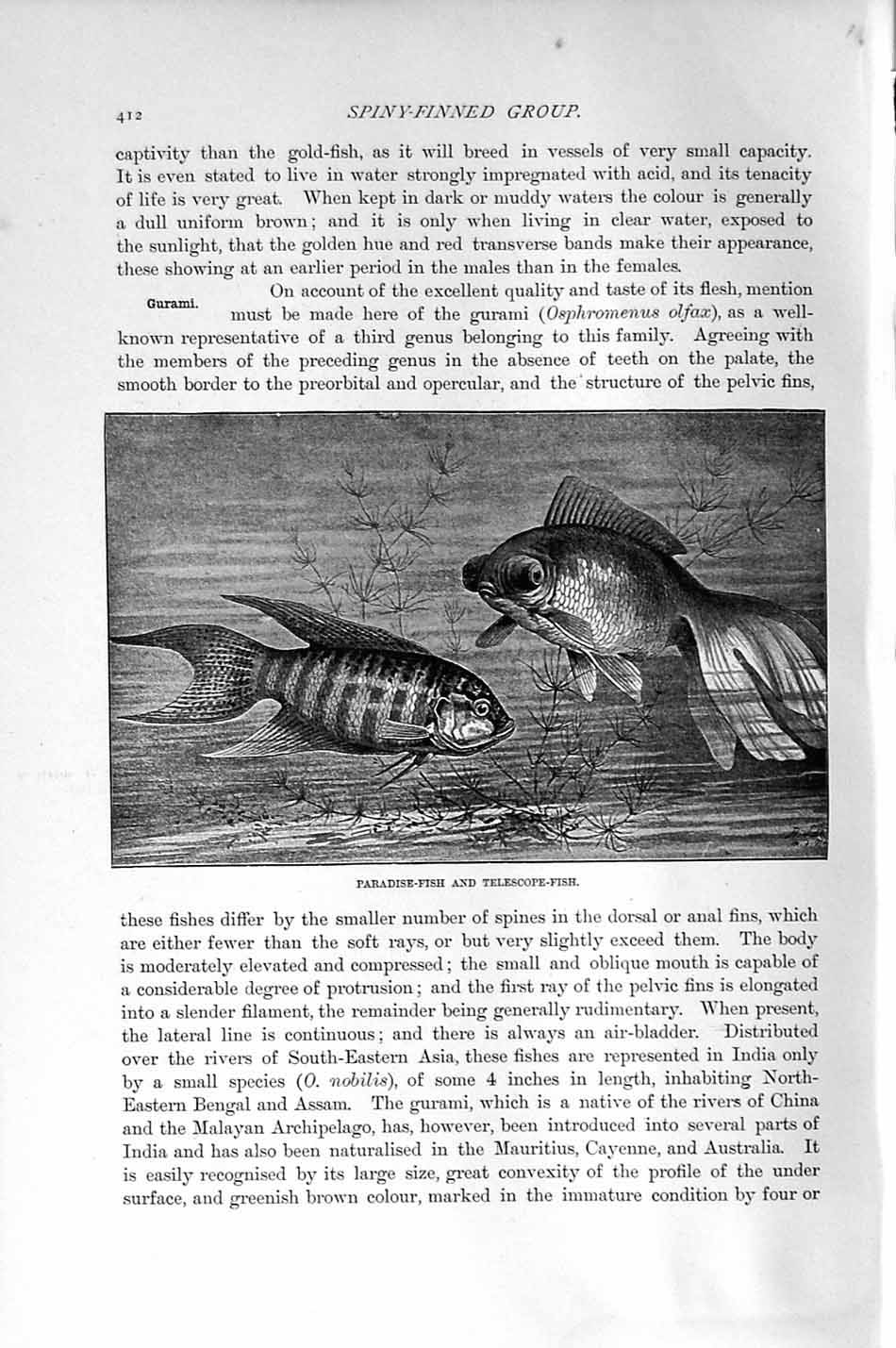 Original Old Antique Print Natural History 1896 Paradise-Fish Telescope Fish