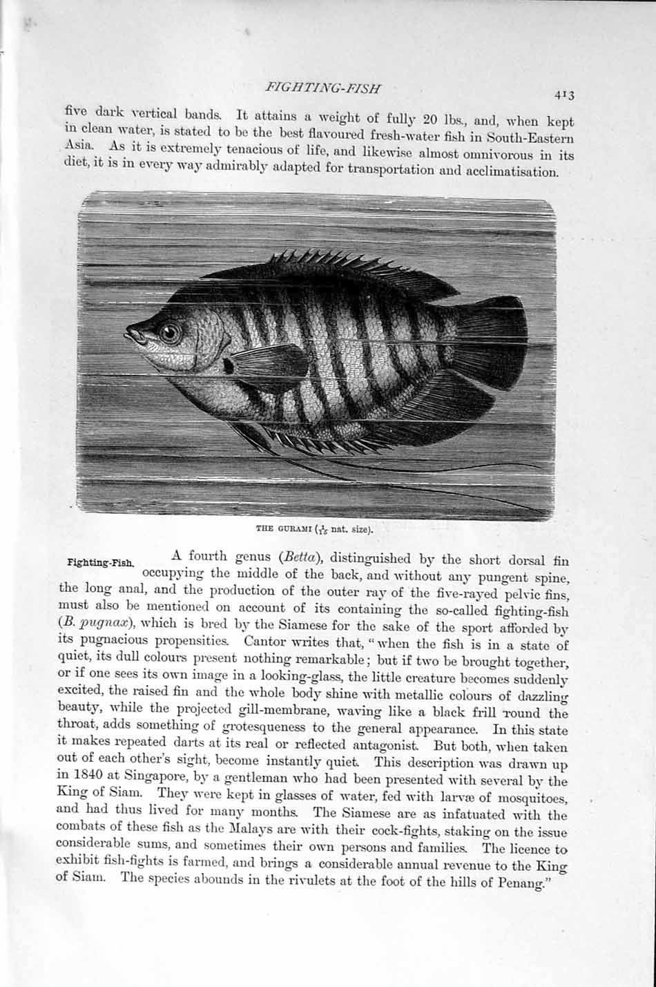 Original Old Antique Print Natural History 1896 Pike-Head Fish Gurami Fighting