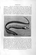 Original Old Antique Print Natural History 1896 Banks Ribbon Fish Unicorn 19th