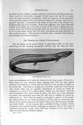 Original Old Antique Print Natural History 1896 Silver-Dotted Pomacentrus Fish