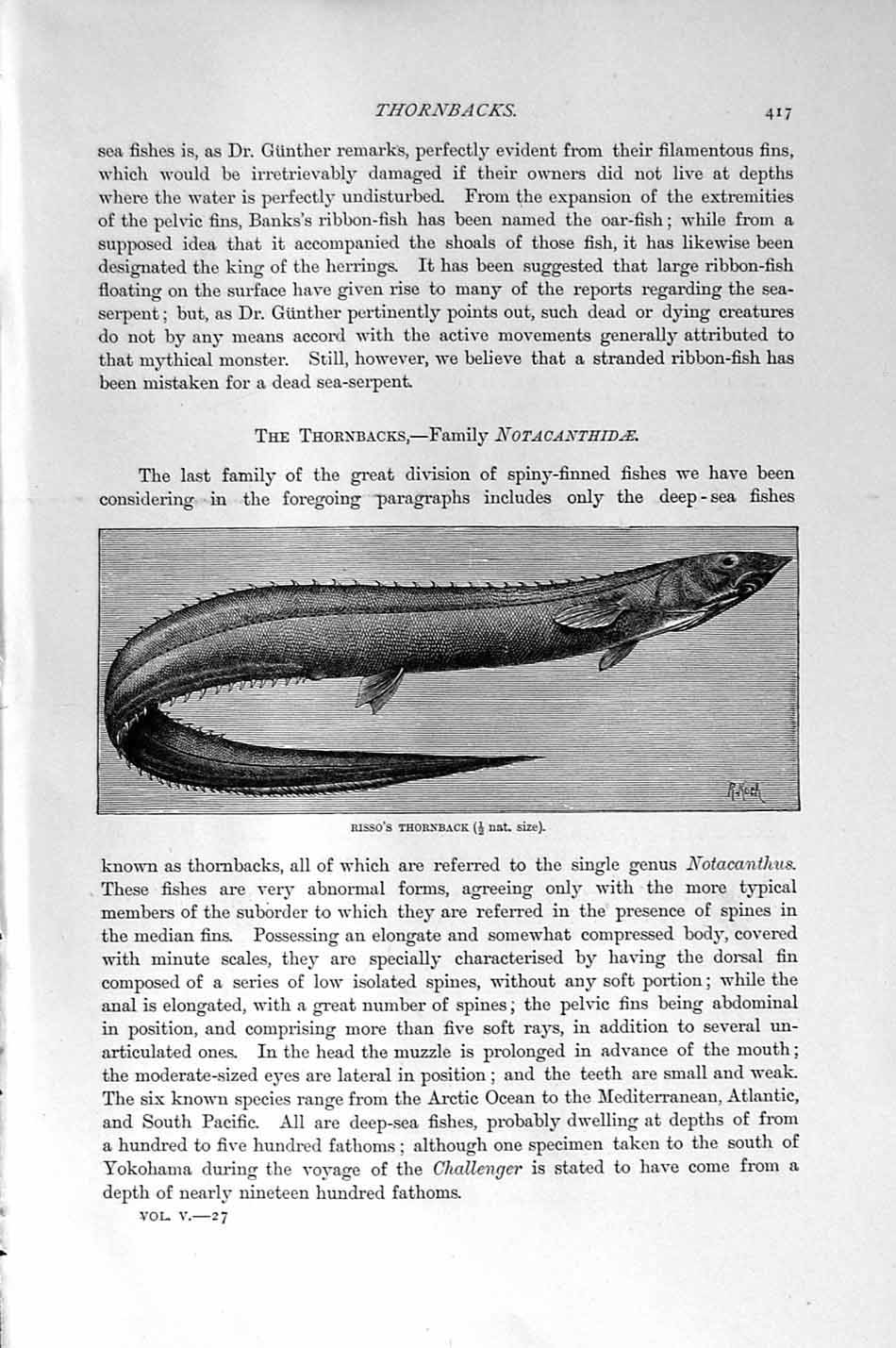 Original Old Antique Print Natural History 1896 Silver-Dotted Pomacentrus Fish