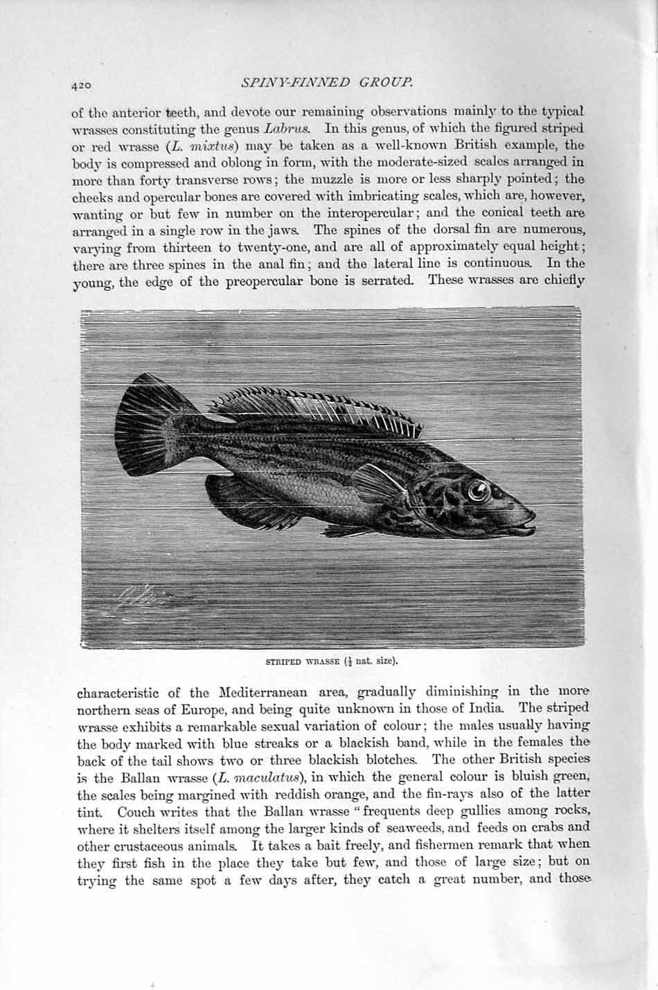 Old Antique Print Striped Wrasse Fish Natural History 1896 Spiny-Finned 19th