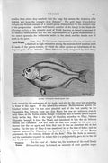Original Old Antique Print Natural History 1896 Tristram Chromid Fish Wrasse