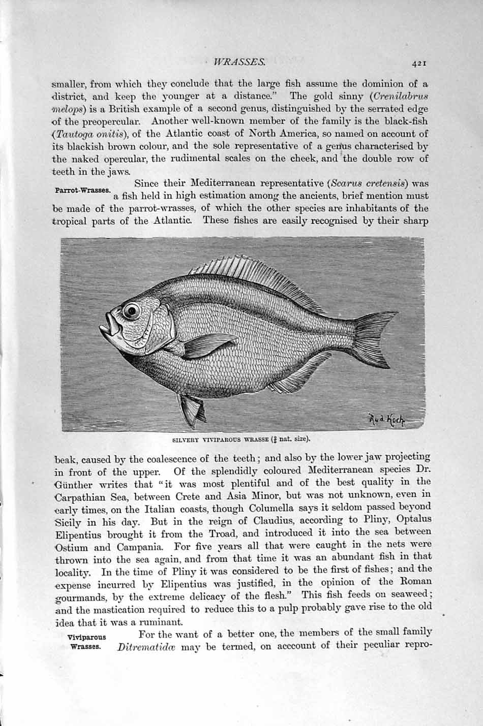 Original Old Antique Print Natural History 1896 Tristram Chromid Fish Wrasse