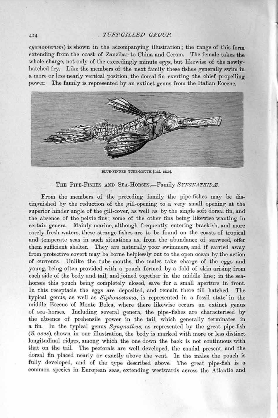 Original Old Antique Print Natural History 1896 Blue-Finned Tube-Mouth Fish