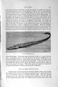 Old Antique Print Natural History 1896 Haddock Whiting Cod Fish Lycodes 19th