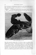 Original Old Antique Print Natural History 1896 Burbot Wels Fish Soft-Finned