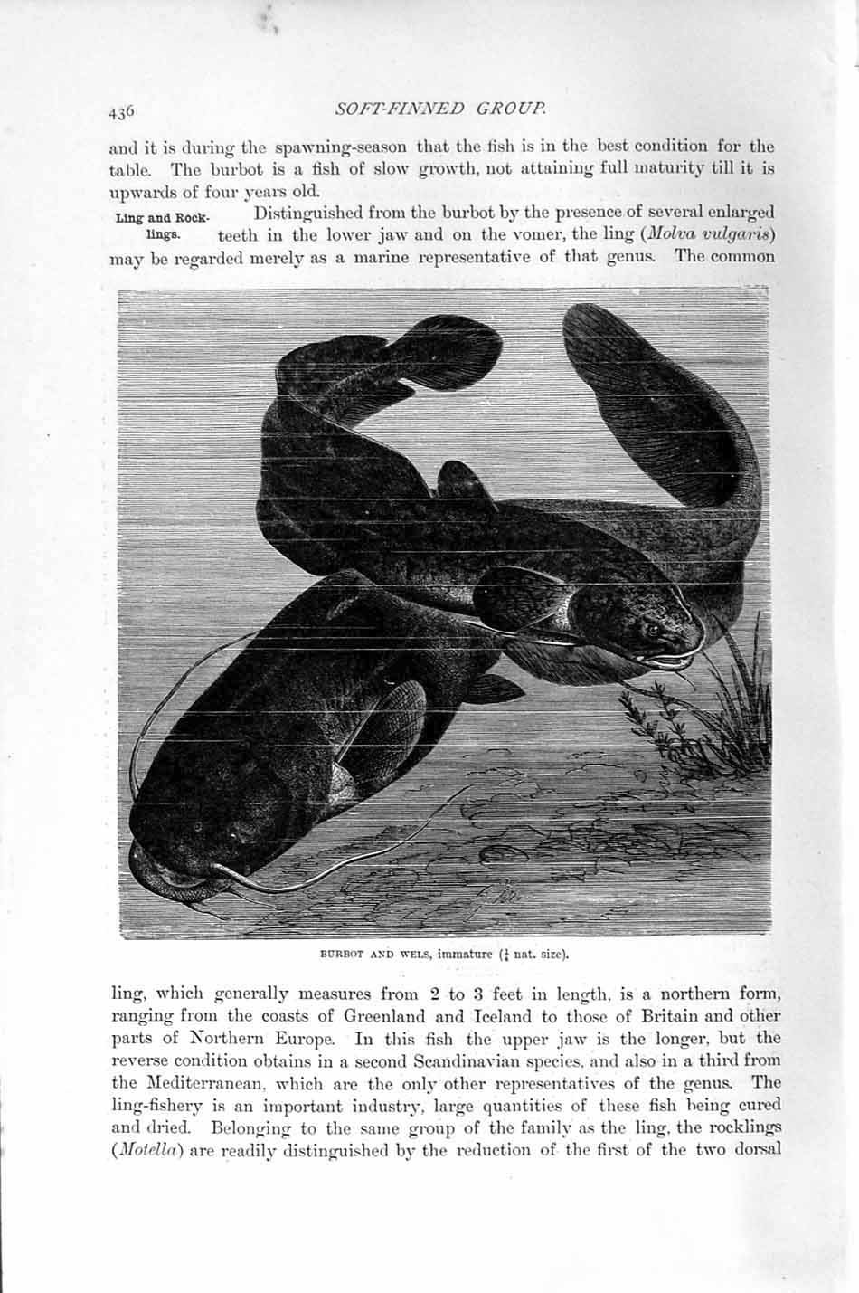 Original Old Antique Print Natural History 1896 Burbot Wels Fish Soft-Finned