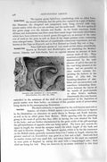 Original Old Antique Print Natural History 1896 Parasitic Fish Pearl-Mussel