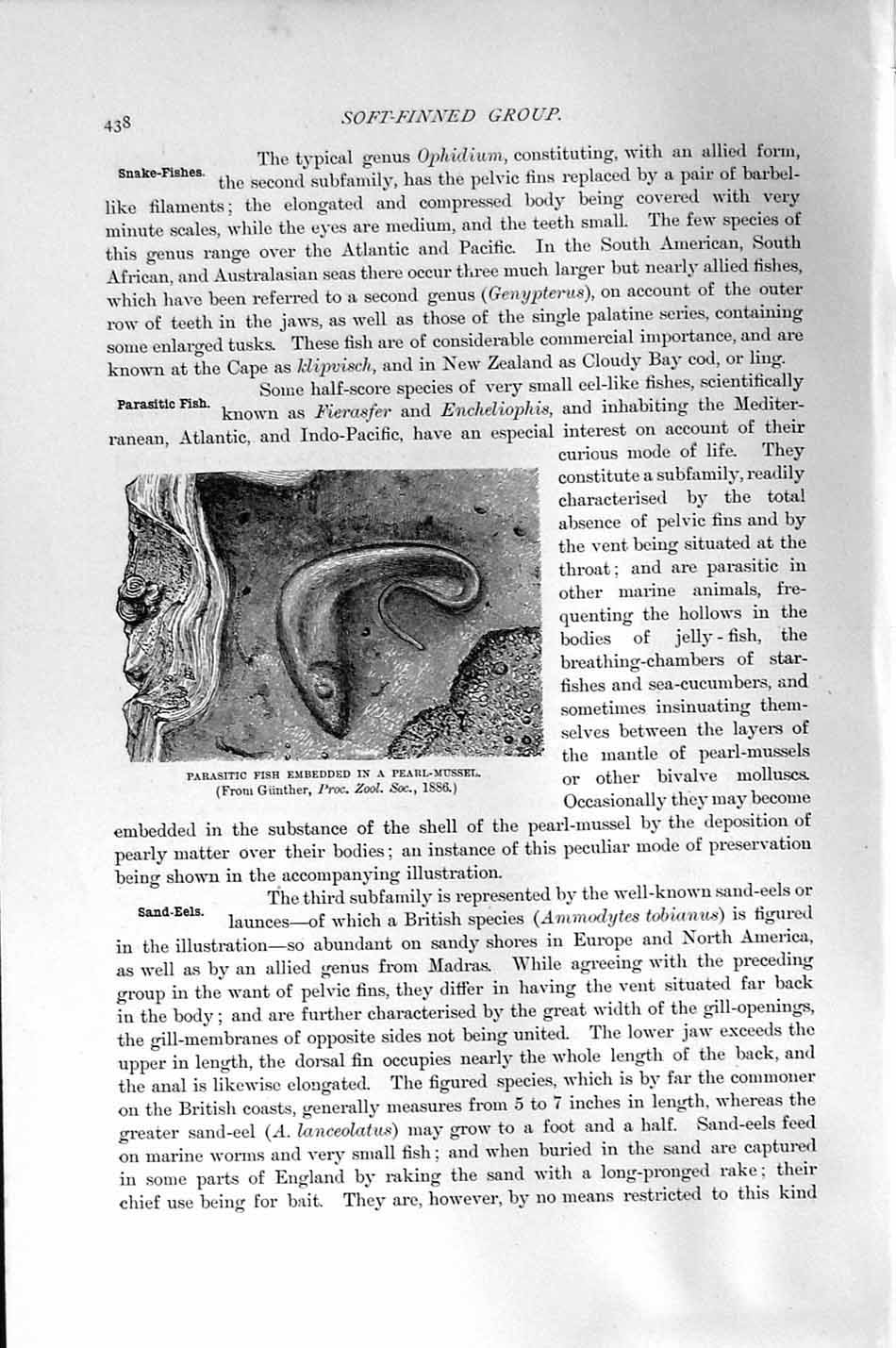 Original Old Antique Print Natural History 1896 Parasitic Fish Pearl-Mussel