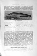 Original Old Antique Print Lesser Sand-Eel Natural History 1896 Fish Victorian