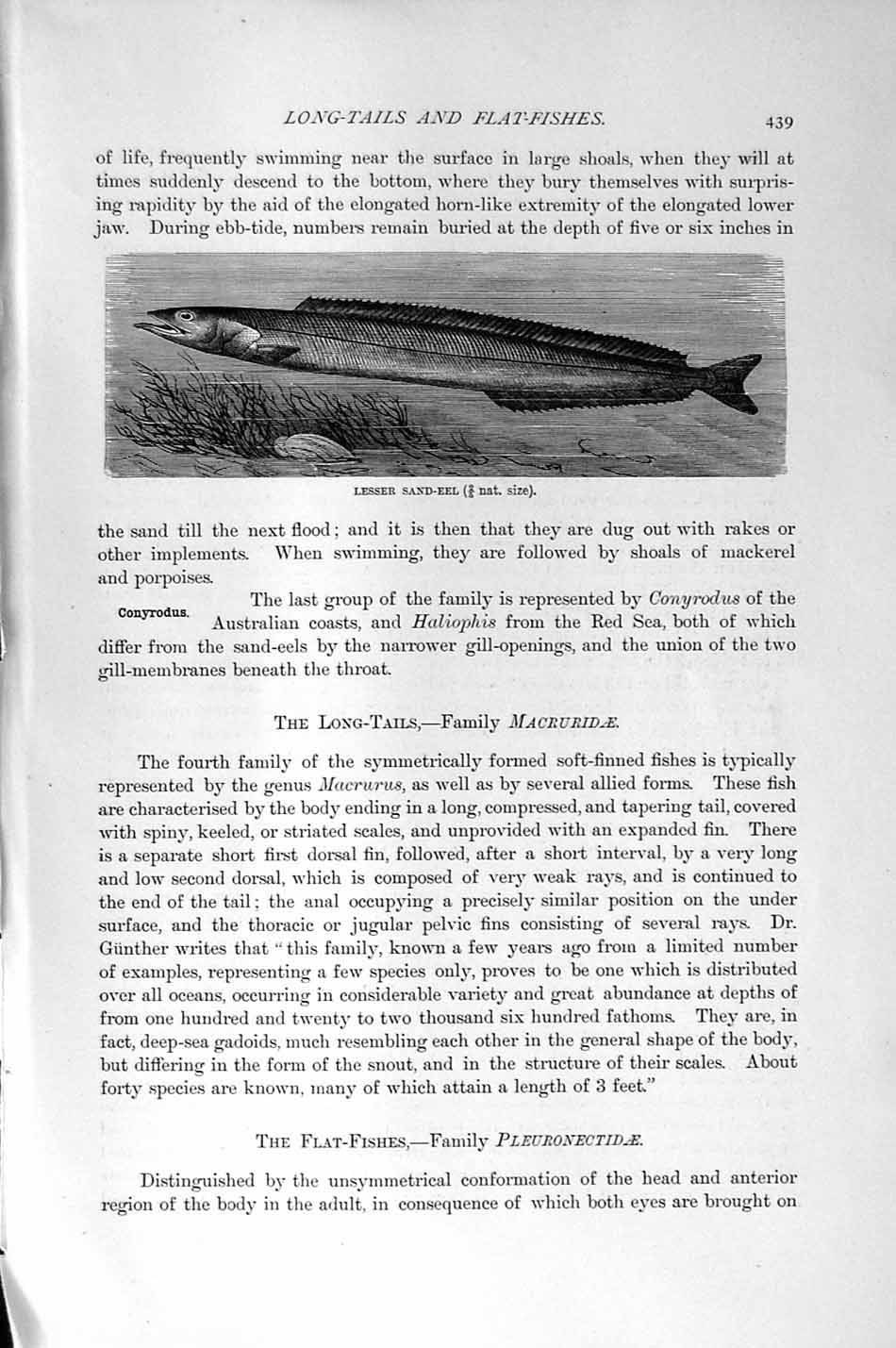 Original Old Antique Print Lesser Sand-Eel Natural History 1896 Fish Victorian