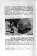 Original Old Antique Print Natural History 1896 Mediterranean Muraena Fish 19th