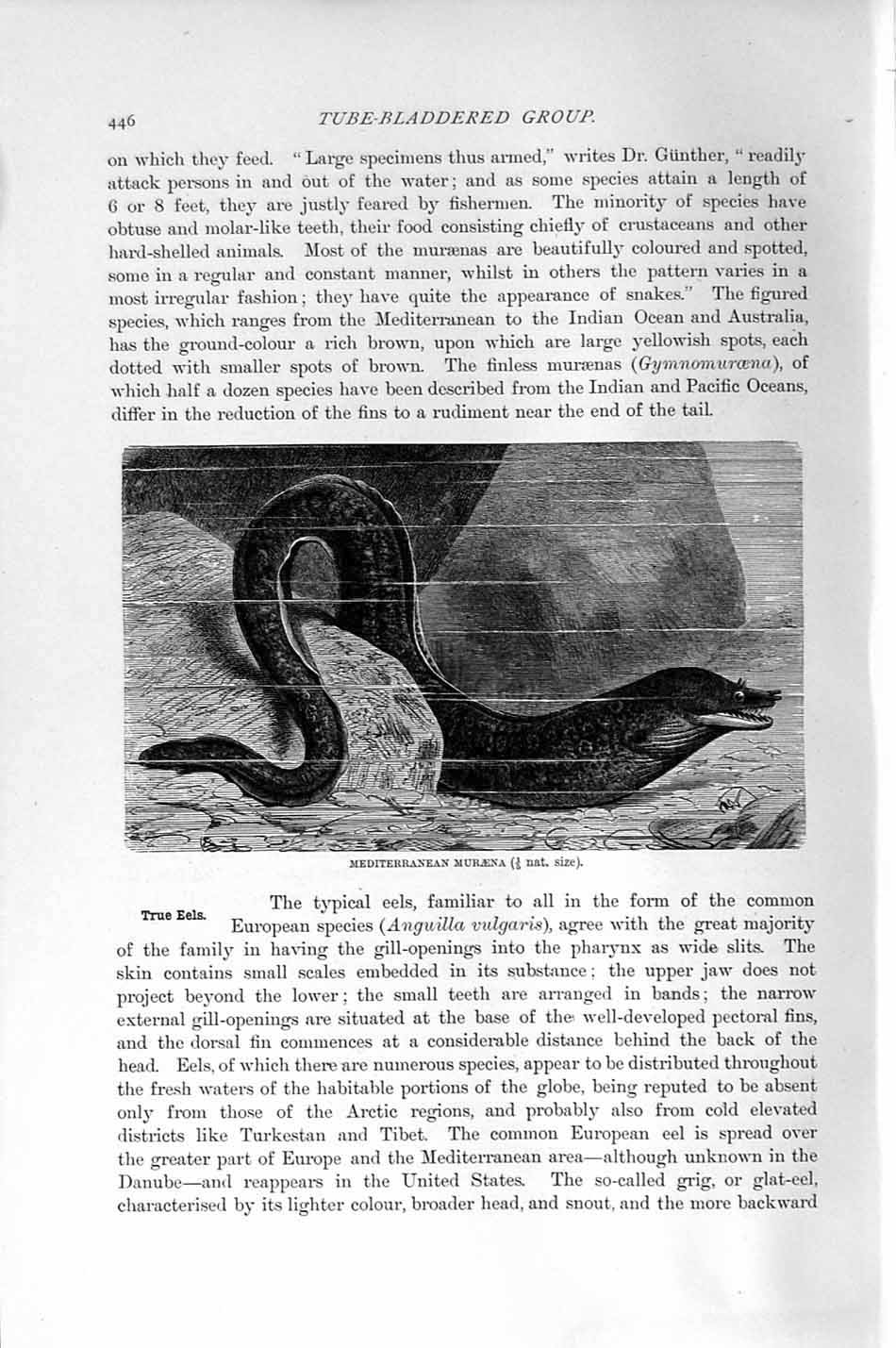 Original Old Antique Print Natural History 1896 Mediterranean Muraena Fish 19th
