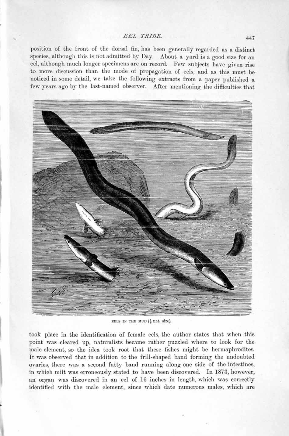Original Old Antique Print Natural History 1896 Eels Mud Fish Sea Victorian