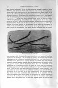 Original Old Antique Print Natural History 1896 Bengal Short-Tailed Eel 19th
