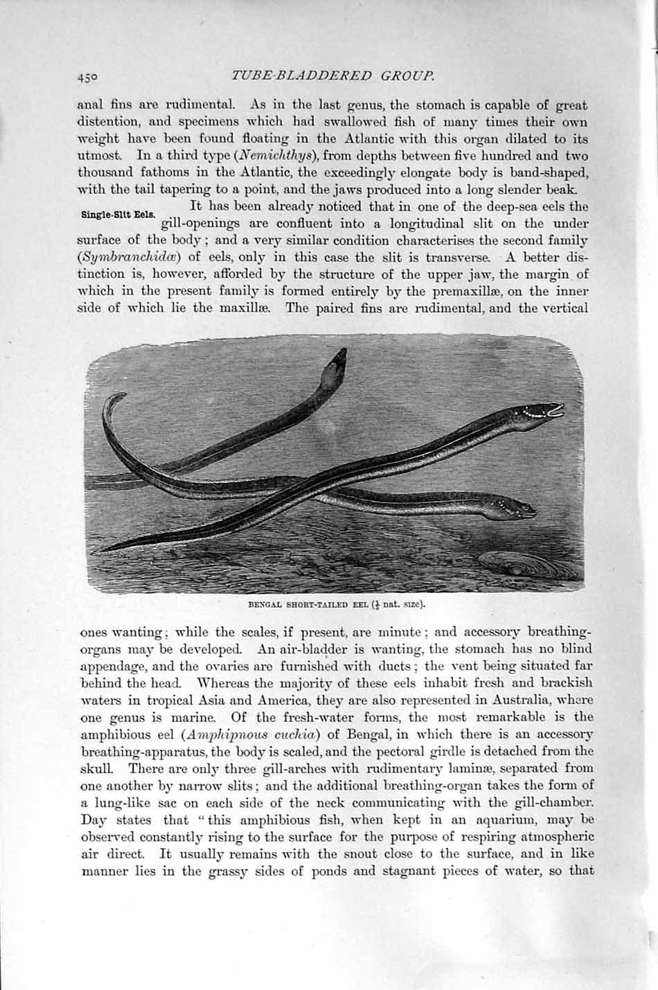 Original Old Antique Print Natural History 1896 Bengal Short-Tailed Eel 19th