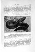 Original Old Antique Print Natural History 1896 Electric Eel Fish Victorian