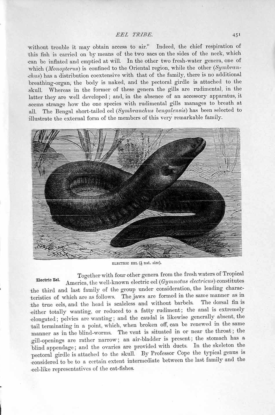 Original Old Antique Print Natural History 1896 Electric Eel Fish Victorian