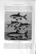 Original Old Antique Print Natural History 1896 White Fish Ide Rudd Roach Chub
